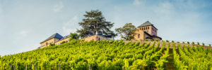 Johannisberg Palace in the Rheingau, seat of Prince Metternich, the late harvest wine was invented here, panorama Johannisberg Palace in the Rheingau, seat of Prince Metternich, the late harvest wine was invented here, panorama